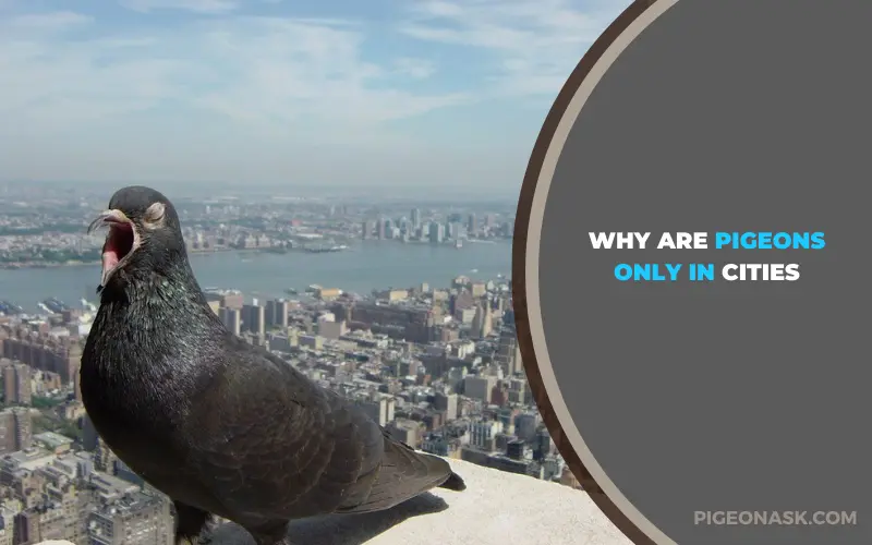 Why Are Pigeons Only in Cities