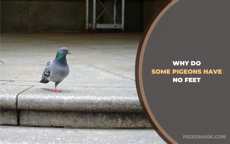 Why Do Some Pigeons Have No Feet