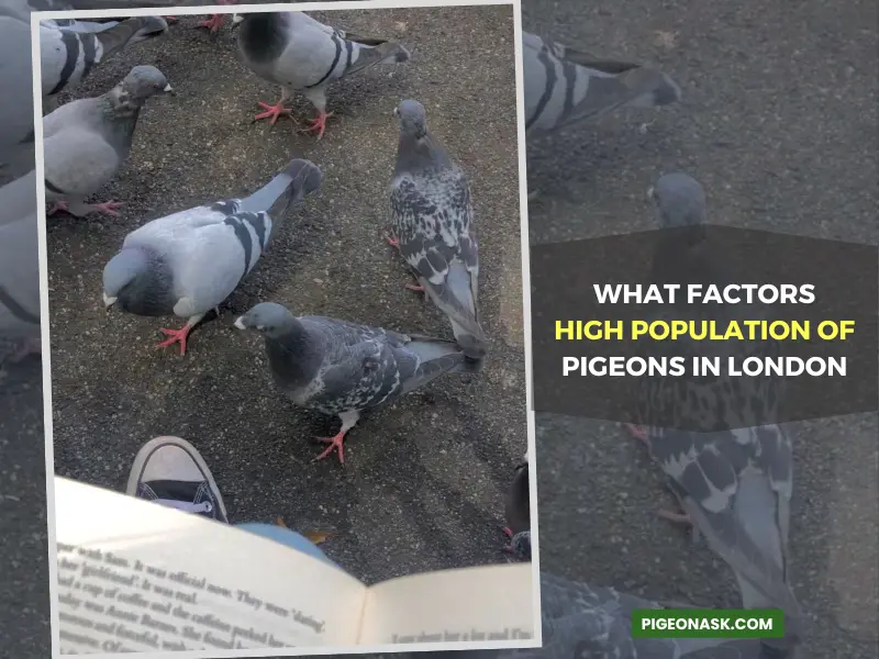 What Factors Contribute to the High Population of Pigeons in London