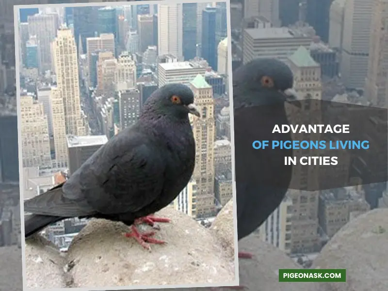 What Is the Evolutionary Advantage of Pigeons Living in Cities