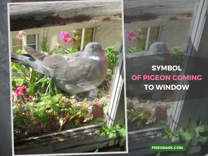 What Is the Symbolism Behind a Pigeon Coming to Your Window