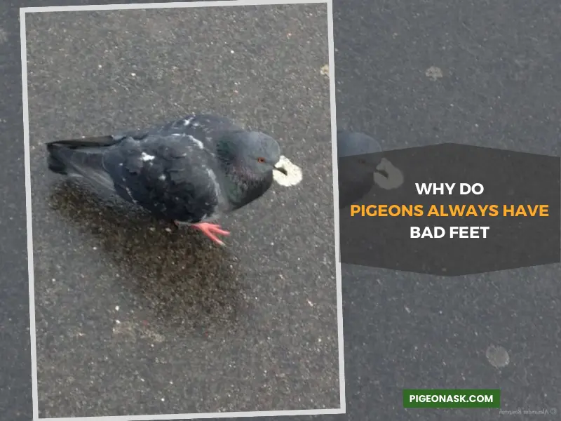 Why Do Pigeons Always Have Bad Feet