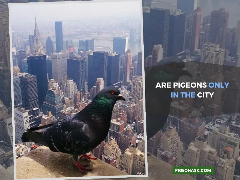 Are Pigeons Only in the City