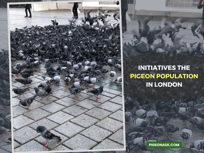 Are There Any Initiatives in Place to Manage the Pigeon Population in London