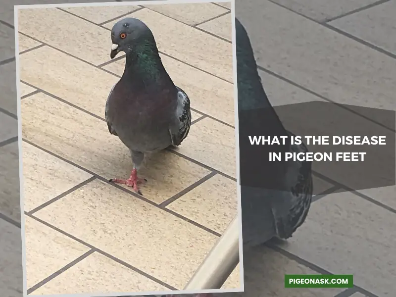 What Is the Disease in Pigeon Feet