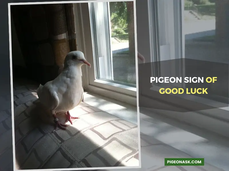 Could a Pigeon Coming to Your Window Be a Sign of Good Luck