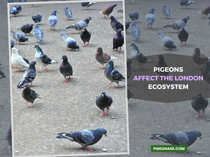 How Does the Presence of Pigeons Affect the London Ecosystem