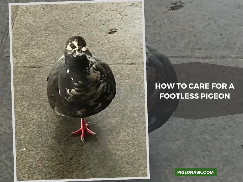 How to Care for a Footless Pigeon