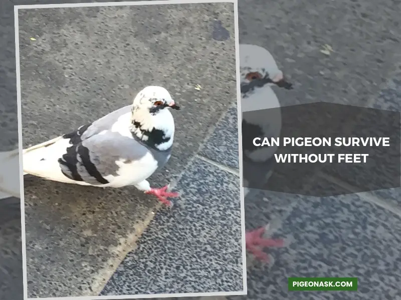 Can Pigeon Survive Without Feet