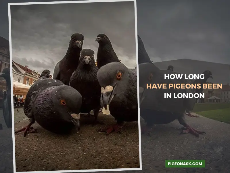 How Long Have Pigeons Been in London