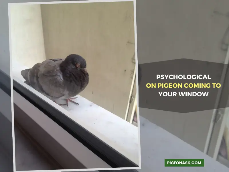 Psychological Take on Pigeon Coming to Your Window