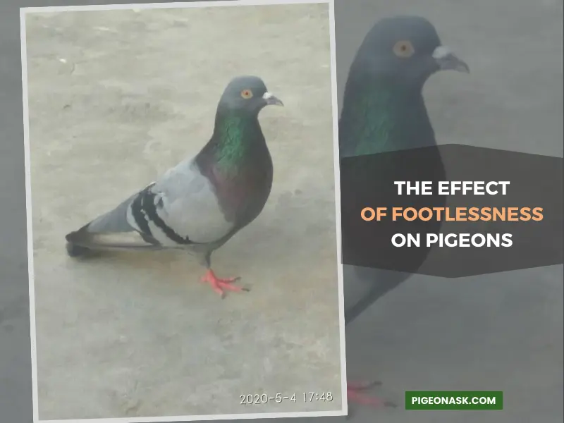 The Effect of Footlessness on Pigeons