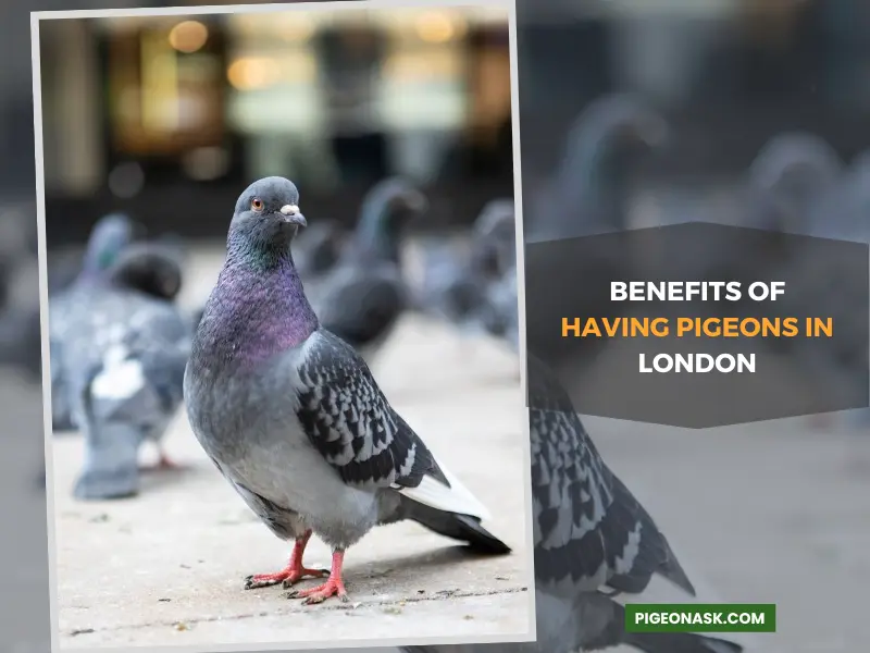 What Are the Benefits of Having Pigeons in London