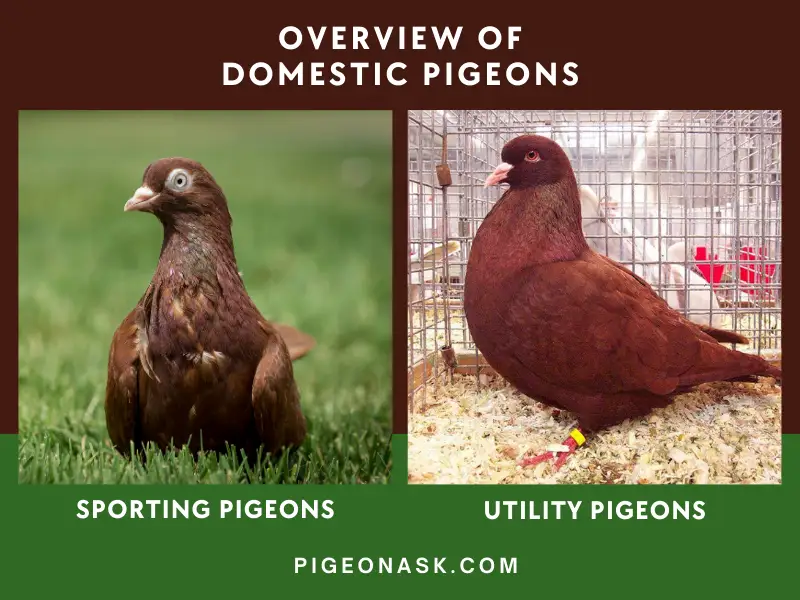 A Short Overview of the Domestic Pigeon