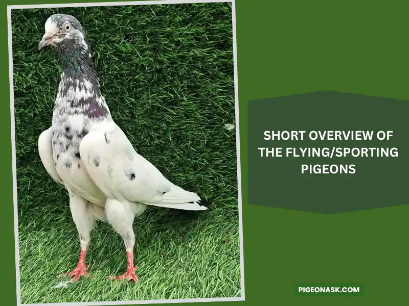 A Short Overview of the Flying Sporting Pigeons