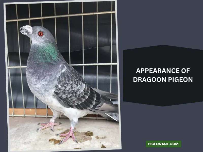 Appearance of Dragoon Pigeon