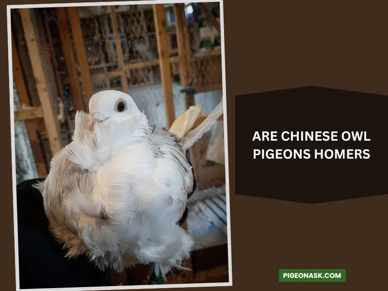 Are Chinese Owl Pigeons Homers