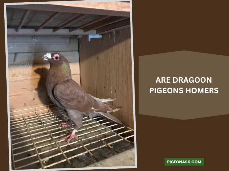 Are Dragoon Pigeons Homers