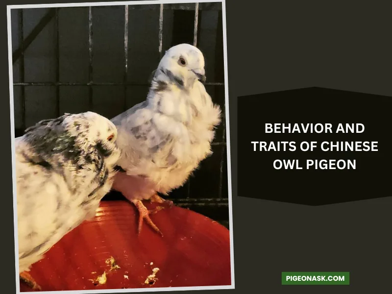 Behavior and Traits of Chinese Owl Pigeon