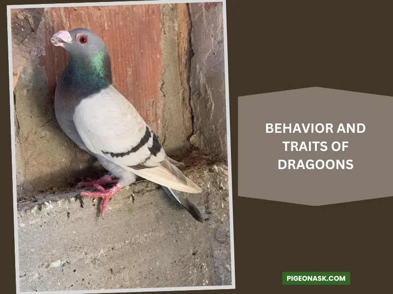 Behavior and Traits of Dragoons