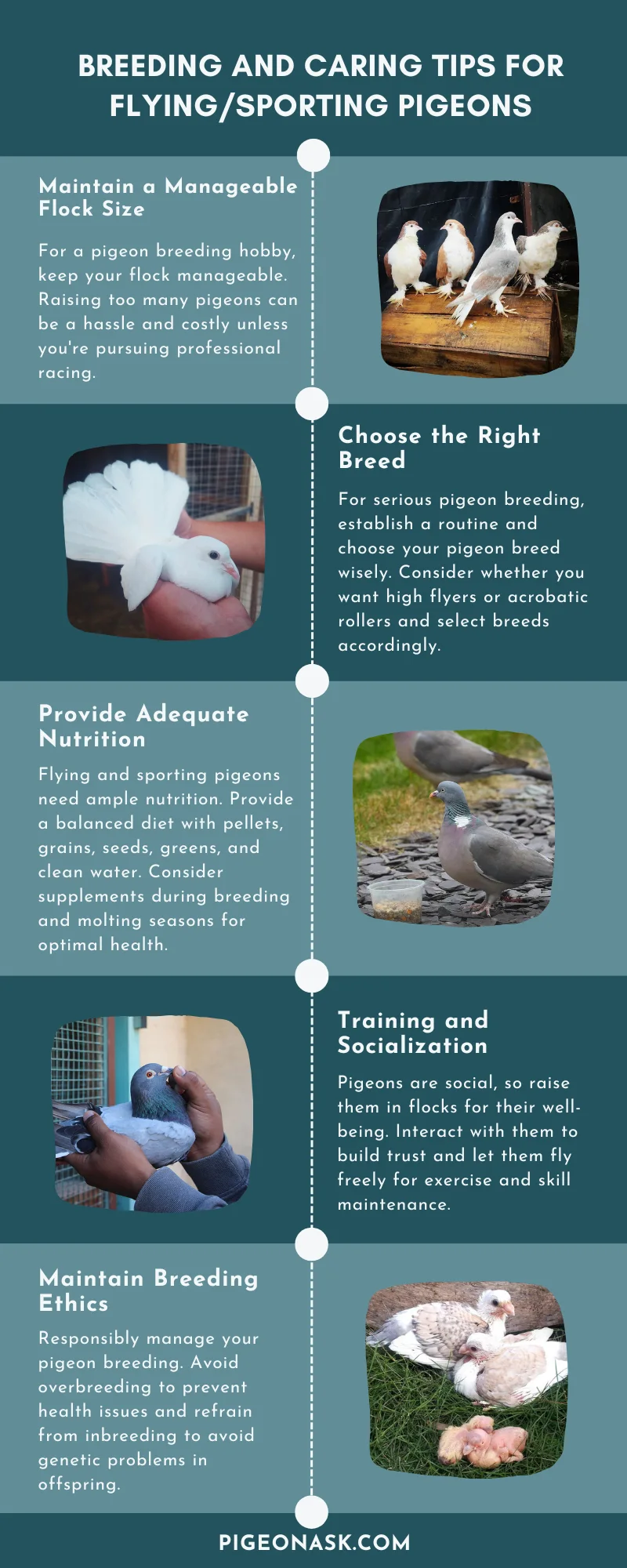 Breeding and Caring Tips for Flying Sporting Pigeons