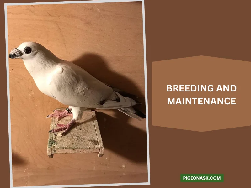 Breeding and Maintenance