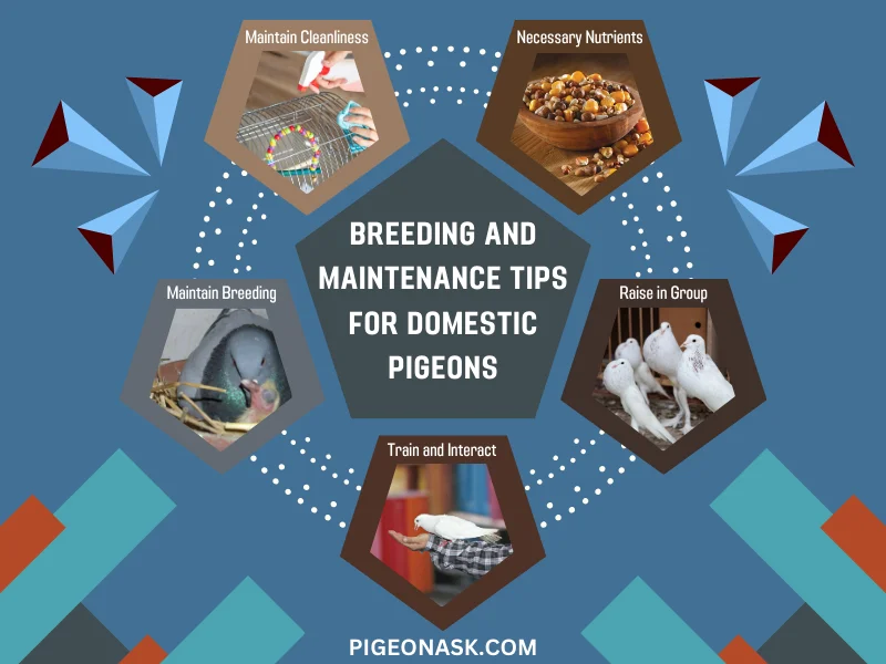 Breeding and Maintenance Tips for Domestic Pigeons