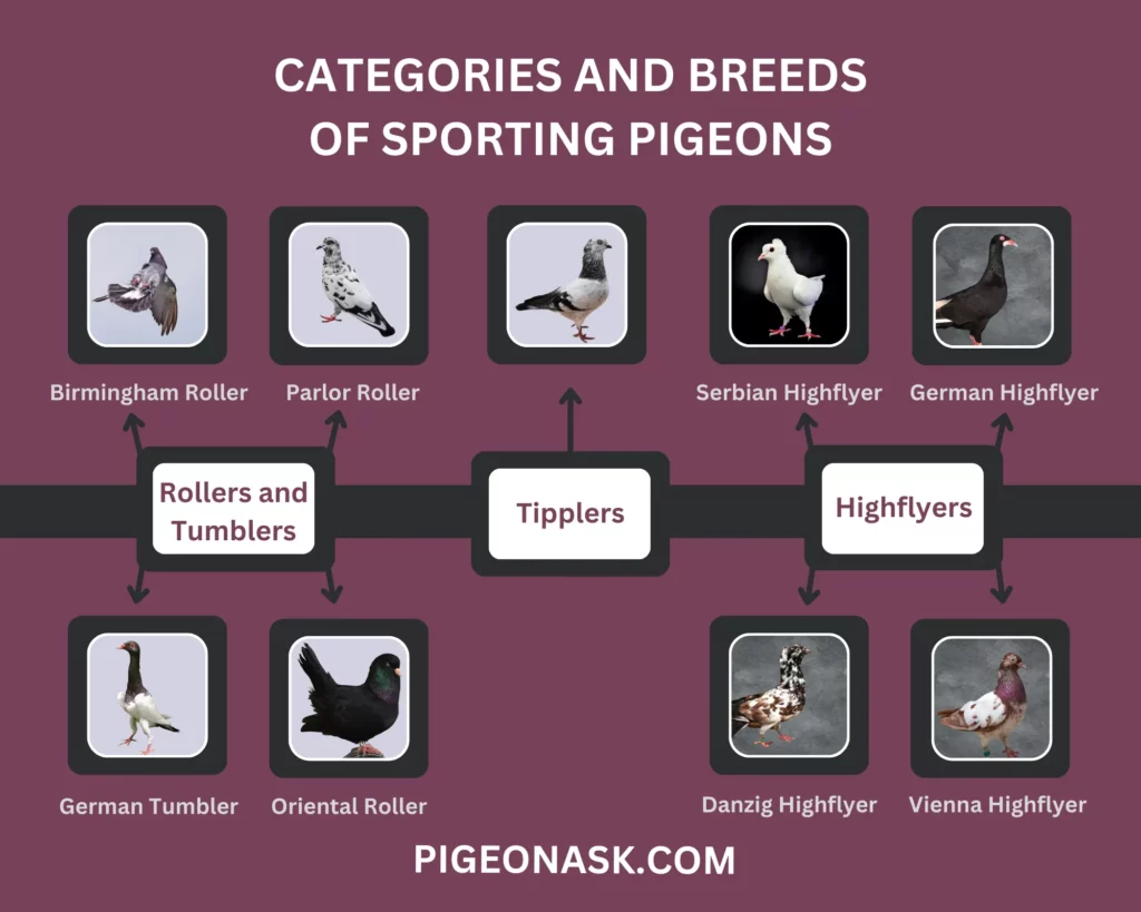 Categories and Breeds of Sporting Pigeons