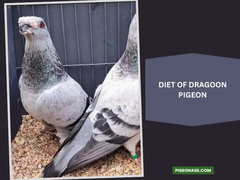 Diet of Dragoon Pigeon