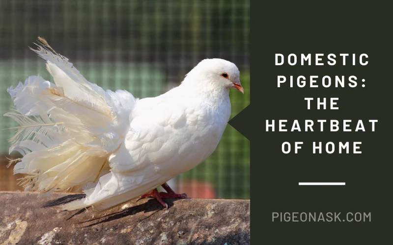 Domestic Pigeons