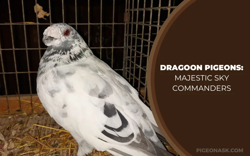 Dragoon Pigeons