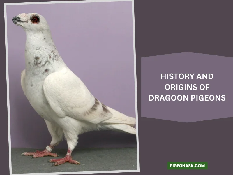 History and Origins of Dragoon Pigeons