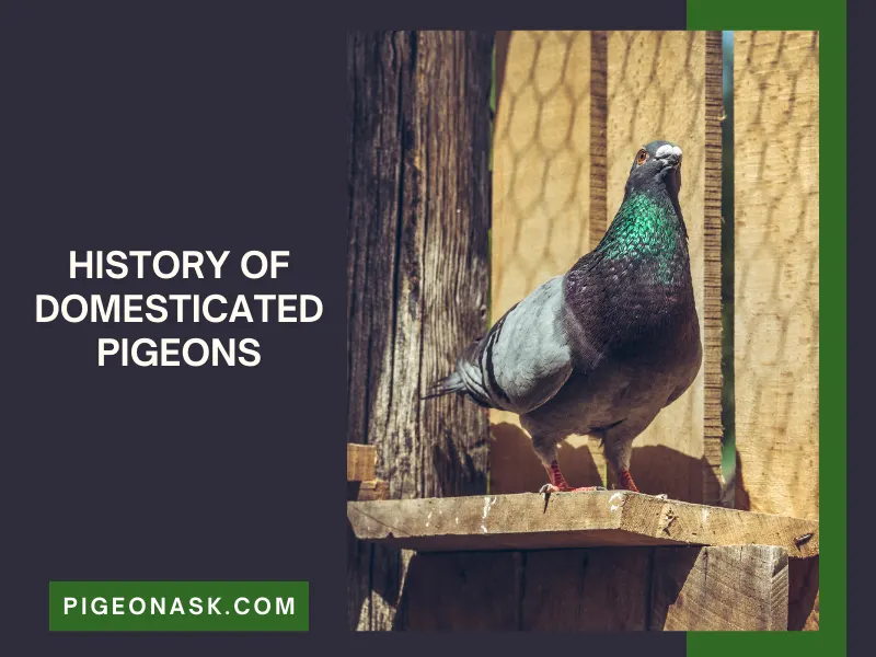 History of Domesticated Pigeons