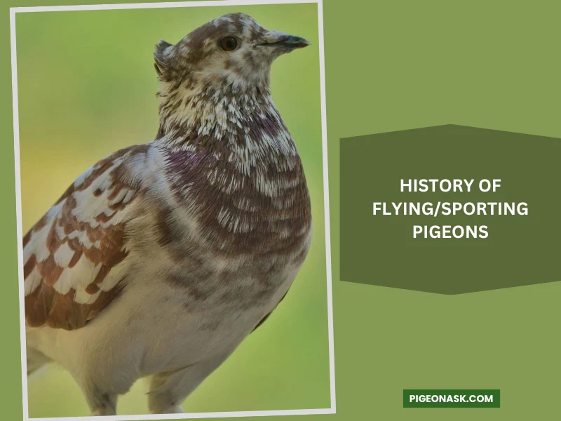 History of Flying Sporting Pigeons