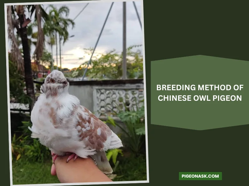 How to Breed Chinese Owl Pigeon