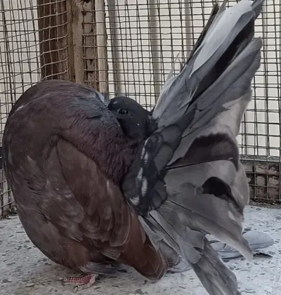 PIED Pigeon
