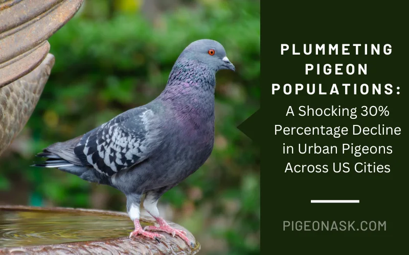 Plummeting Pigeon Populations