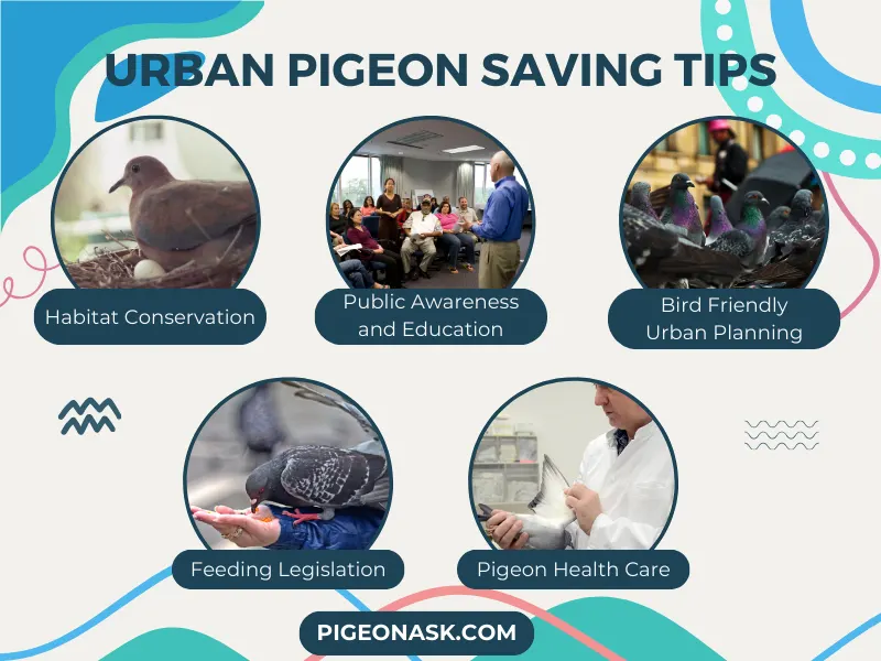 Recommendations 05and Mitigation Strategies to Save Pigeons in Urban Areas