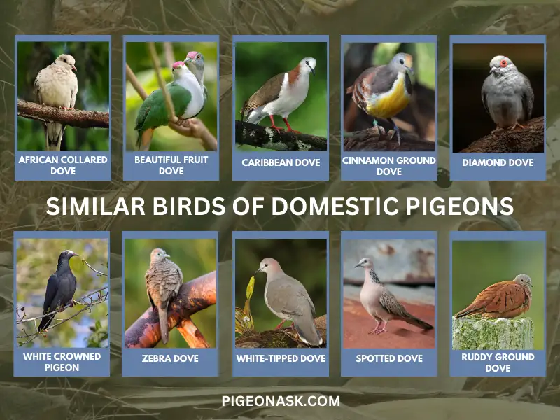 Similar Birds of Domestic Pigeons