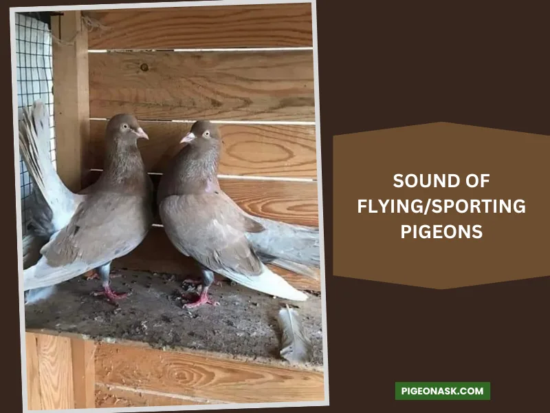 Sound of Flying Sporting Pigeons