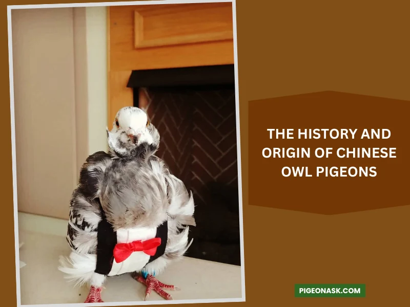 The History and Origin of Chinese Owl Pigeons