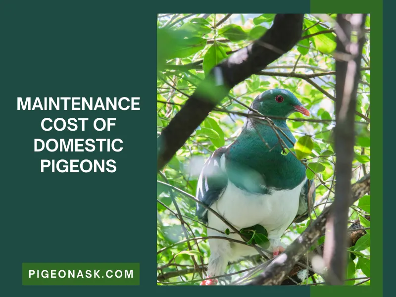The Maintenance Cost of Domestic Pigeons