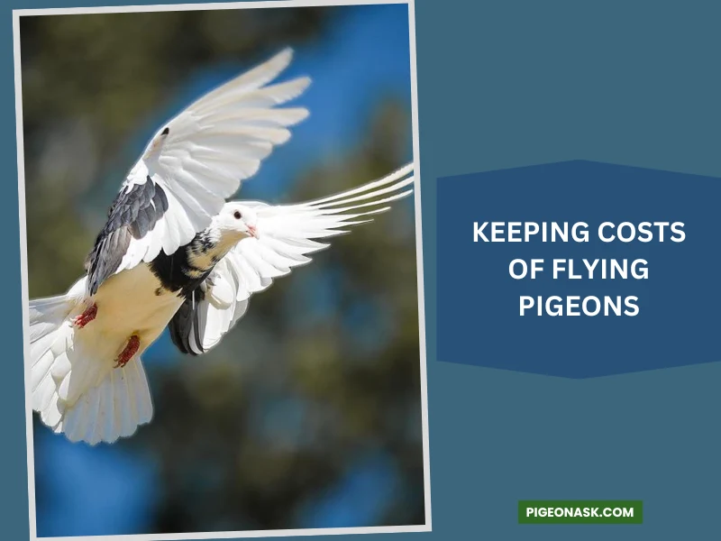 The Maintenance Costs of Flying Pigeons