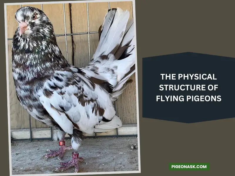 The Physical Structure of Flying Pigeons