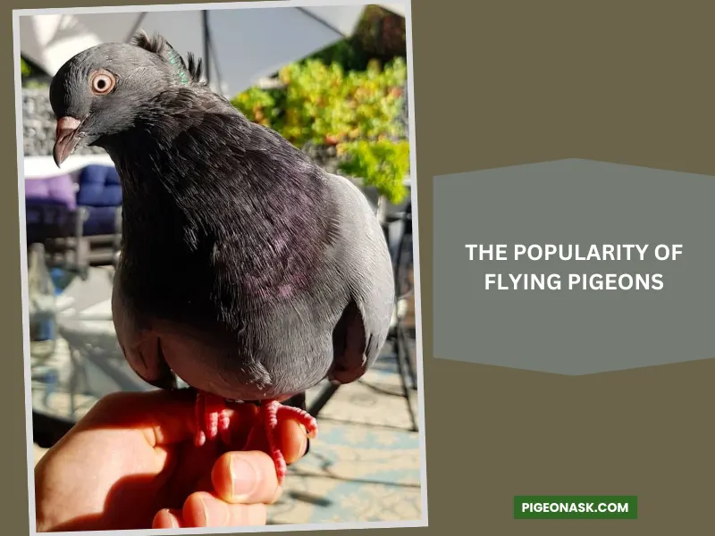 The Popularity of Flying Pigeons