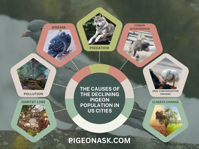 What Are the Causes of the Declining Pigeon Population in US Cities