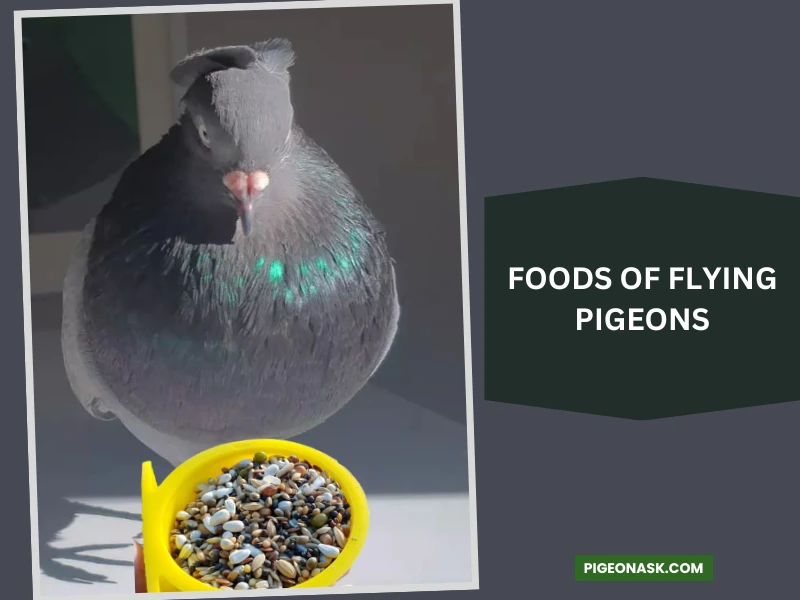 What Do Flying Pigeons Eat