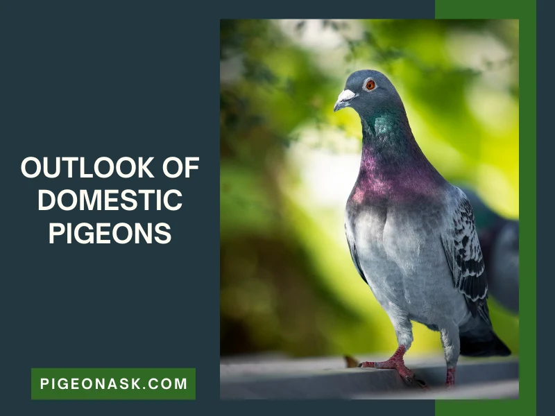 What Does a Domestic Pigeon Look Like