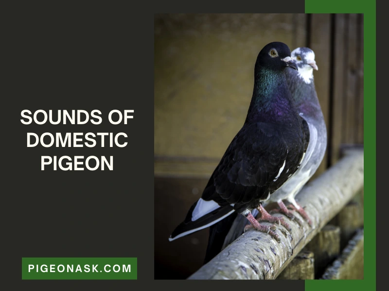 What Does a Domestic Pigeon Sound Like