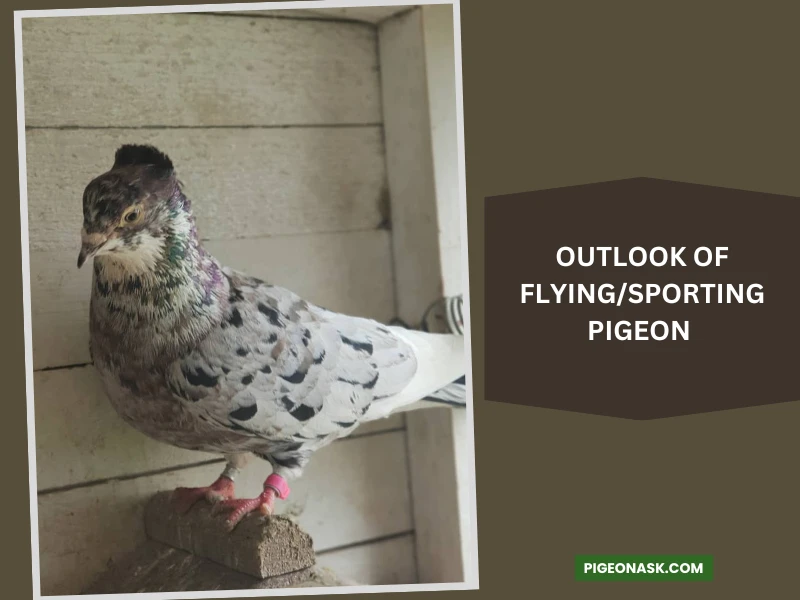 What Does a Flying Sporting Pigeon Look Like